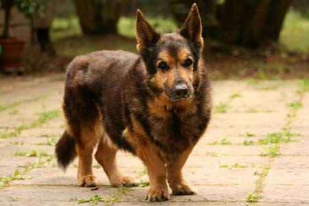 Dackel Schäferhund Mischling Dackel Schäferhund Mischling